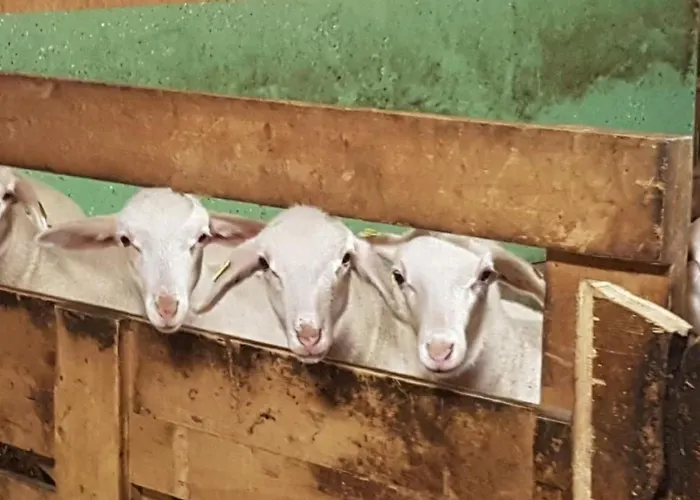 Bei Der Arve 4 Bett By Interhome Grindelwald